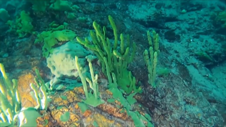 Первое в этом году исследование байкальских губок провели учёные Лимнологического института